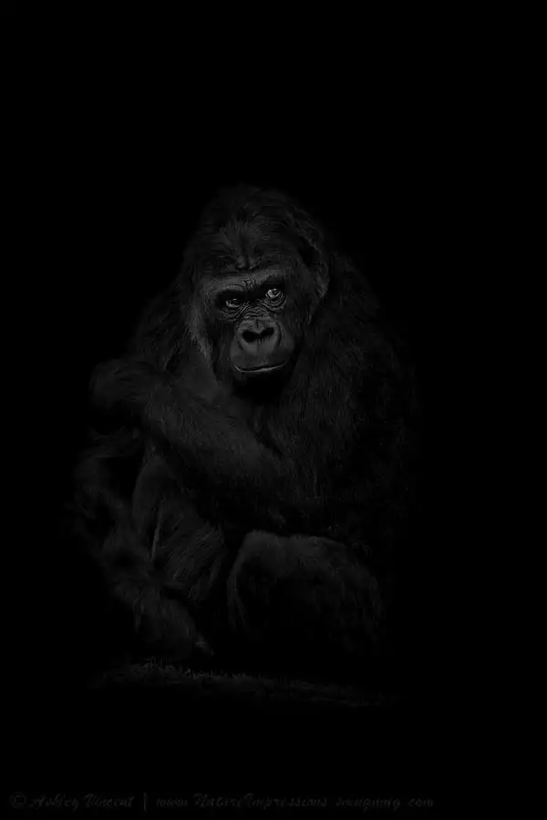 The Mountain Gorilla