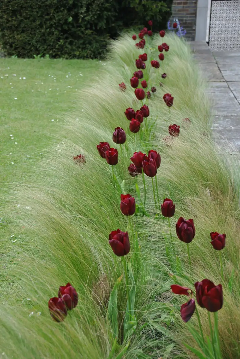 The Stipa Tenuissima & Black Tulips